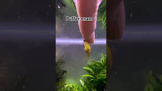 Puffers Enano De La India Un Pez Muy Interesante