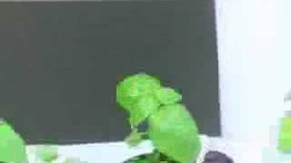 Aerogarden International Basil Seed Kit