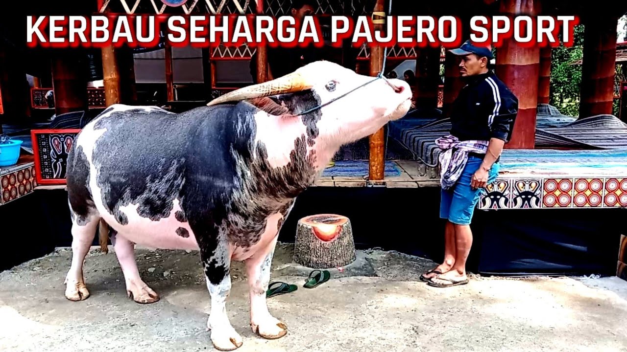 Kerbau Sultan Seharga Pajero Sport Ada Ritual Ma Pasa Tedong Rambu Solo YouTube