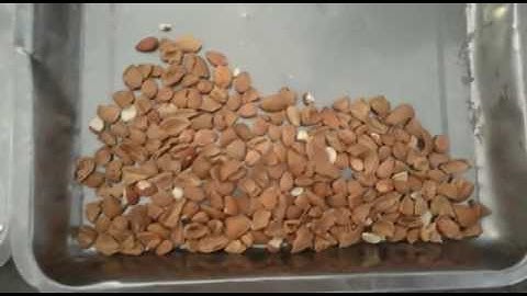 Resorting with apricot kernel and shell