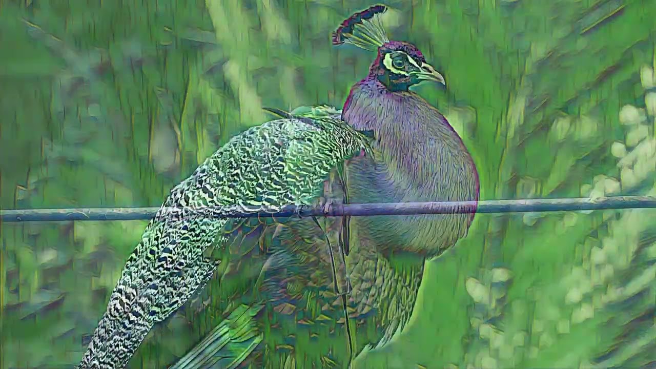 Day 20/31 - Birds of Bahia - Rainbow Blood