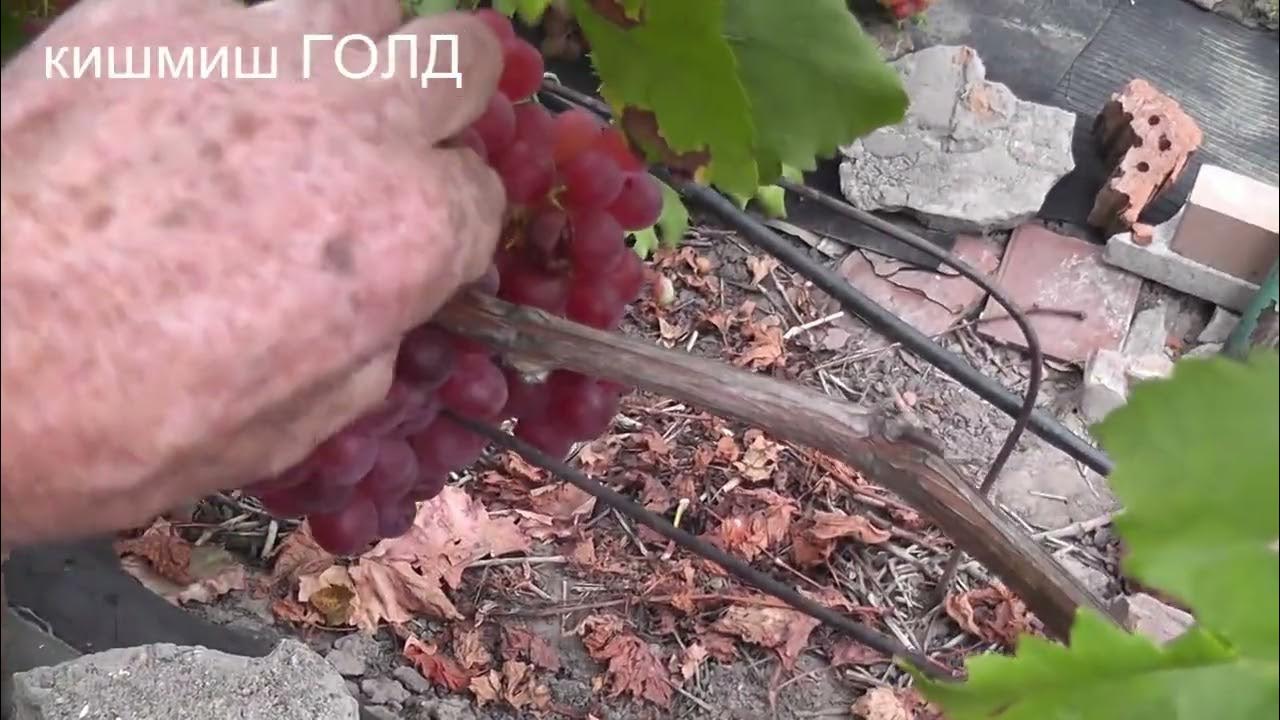 27-29.09.22г.Атаманский,Белорусский черный,Фурор, Голд кишмиш,Ульяна ...