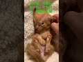 奇跡の子猫、ともぞう