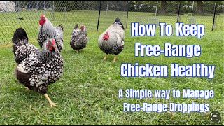 How To Keep Free-Range Chicken Healthy: A simple way to manage free-range droppings by MerryLand 2,270 views 2 months ago 5 minutes, 55 seconds