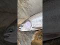 Good way to start the 2026 szn! #fishing #chrome #troutfishing #trout #steelhead #wisconsin #fish