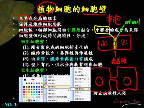 選修生物ch1 3 02植物的細胞壁、中膠層與原生質絲三廉
