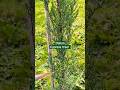 Slice Of Italy Added Italian Cypress Tree Mediterranean Tree For Uk Tropical Gardens Garden Slice Of Italy Added Italian Cypress Tree Mediterranean Tree For Uk Tropical Gardens Garden