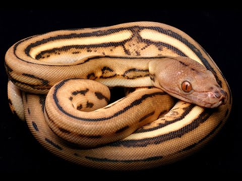 leopard print Crazy Looking Killer Constrictors - 20 Minutes Underground - Episode # 74
