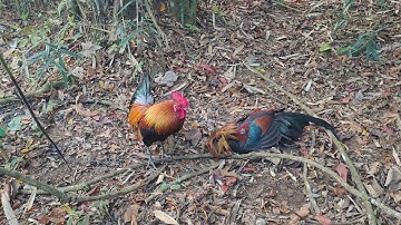 ต่อไก่ป่า hnub no qaib taj laj rov qab dib tau ib tug lawm thiab