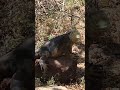 Galapagos Land Iguana (Conolophus subcristatus) Colouration #reptiles #galapagoswildlife #wildlife