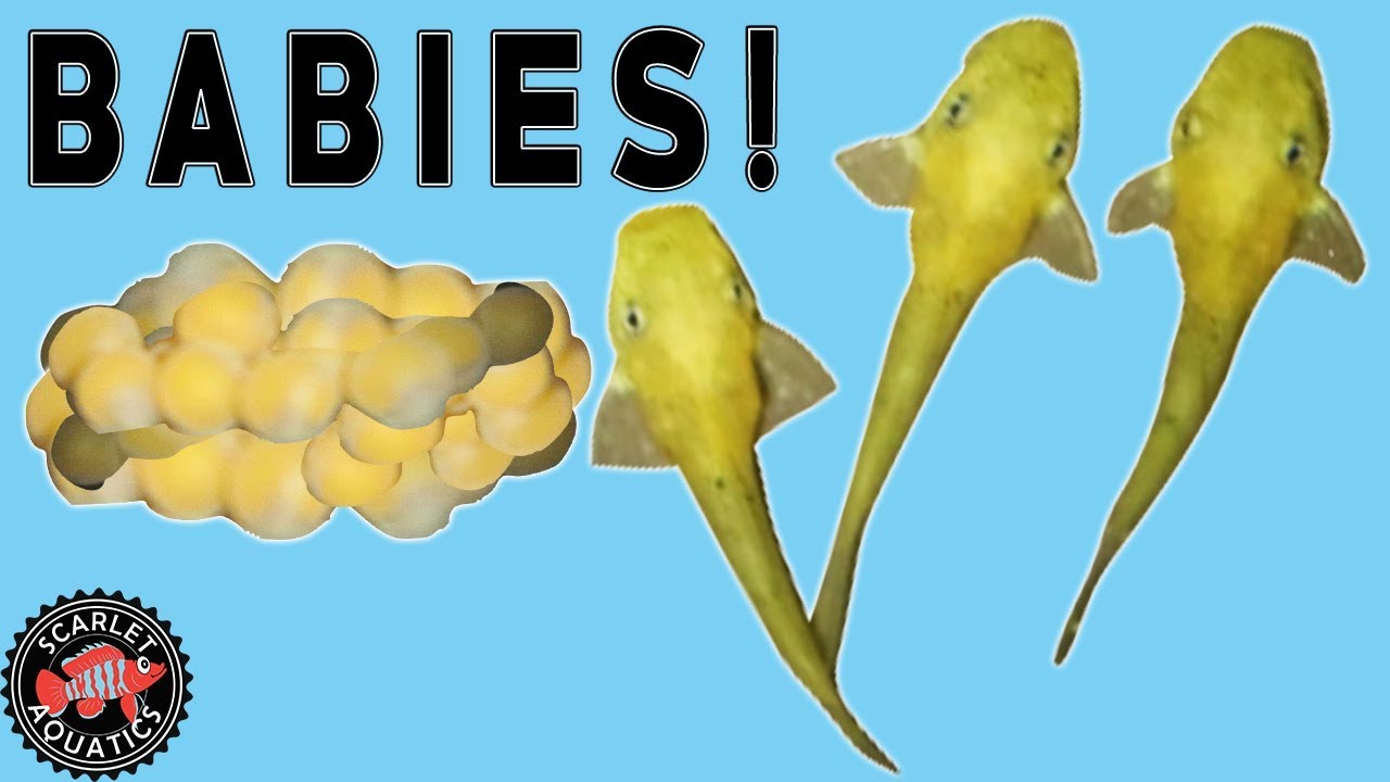 Super Red Bristlenose Breeding - From Eggs to Fry