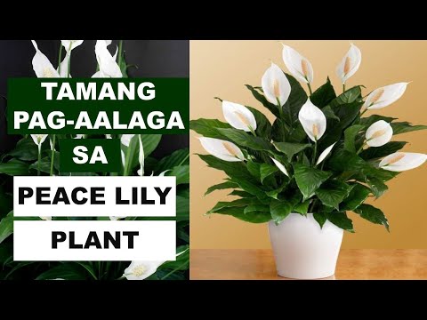 Video: Home flower spathiphyllum: paano alagaan nang maayos?