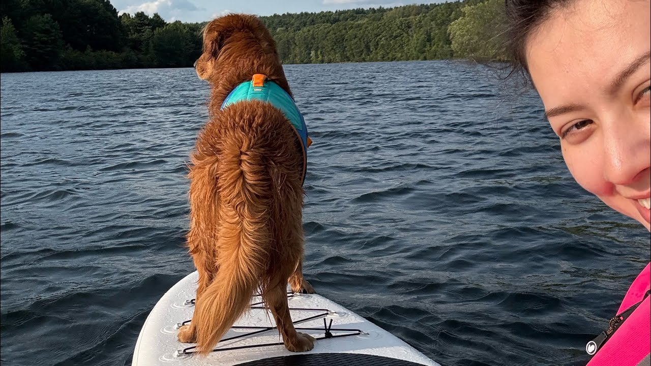 給PJ他值得的狗生/giving my dog the life he deserves😃