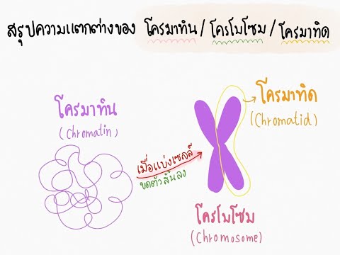 วีดีโอ: โครโมโซมมีกี่โครมาทิด?