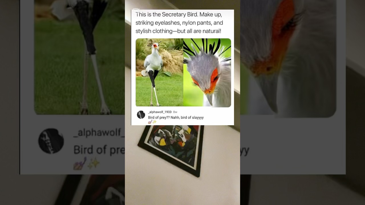 Это Птица-секретарь.