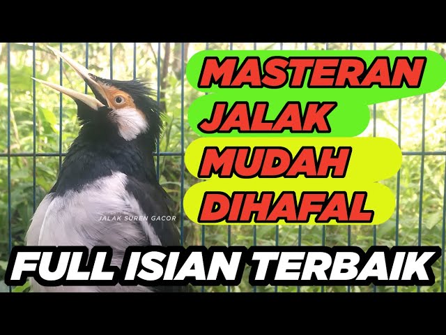 JALAK SUREN GACOR FULL ISIAN JUARA EFEKTIF UNTUK PANCINGAN MASTERAN BURUNG JALAK AGAR CEPAT GACOR class=