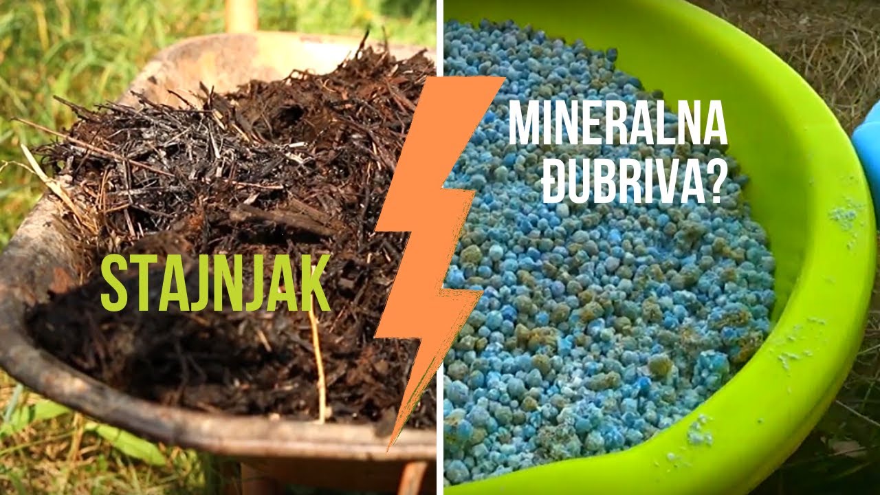 Stajnjak ili Mineralna Đubriva – ŠTA JE BOLJE?