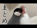 個人的に好きな文鳥動画をまとめました【感想付き】