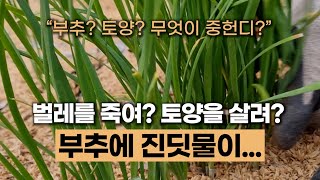 (504).부추에 진딧물이 생겼어요 #에너지농법 #토양발효제 #탄소농업 #유기농업 #환경농업 #자연농업 #귀농귀촌