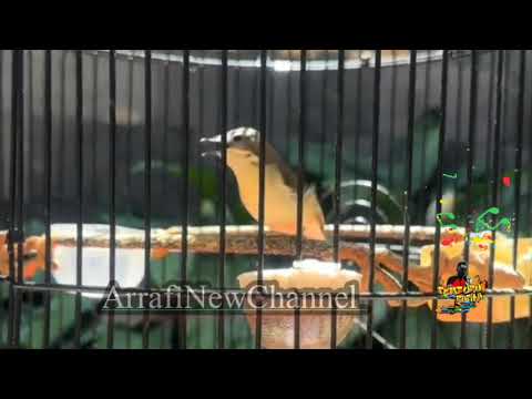 SUARA BURUNG REMETUK LAUT ISIAN KENARi