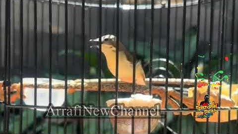 SUARA BURUNG REMETUK LAUT ISIAN KENARi