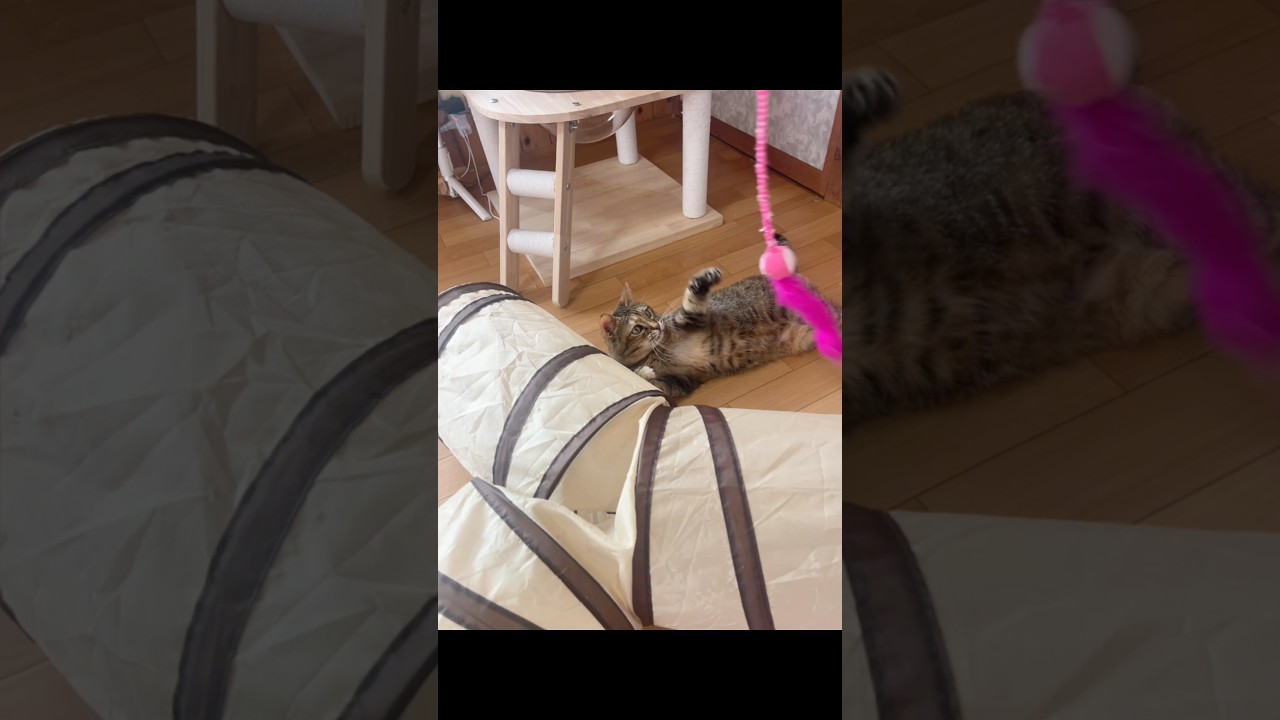 オススメの猫じゃらしとトンネル