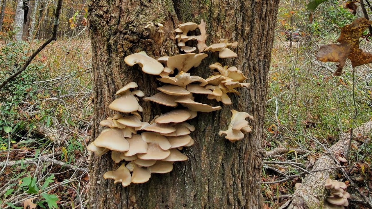 คลิปเห็ดนางฟ้าคลิปแรกของปี23สวยสุดๆOyster mushroom in Atlanta