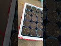 DIY Bottle Plant Pot Ideas #homegardening