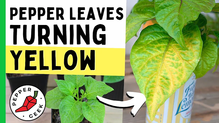 Pepper Plant Leaves Turning Yellow? Common Causes & Solutions - Pepper Geek - DayDayNews