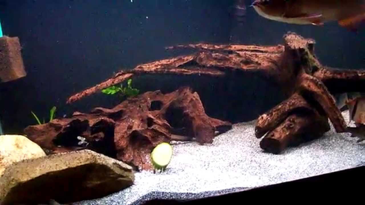 leichardti arowana.mov YouTube