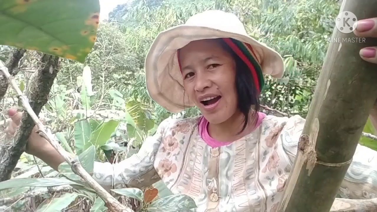 Babaeng Magsasaka how to harvest coffee fruit 🍑🍑🍑 YouTube