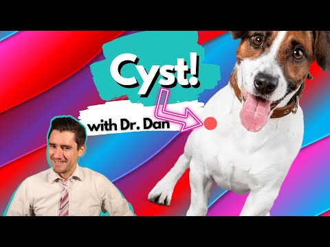 If Your Dog Has A Cyst, What Your Veterinarian May Do. Dr. Dan Explains