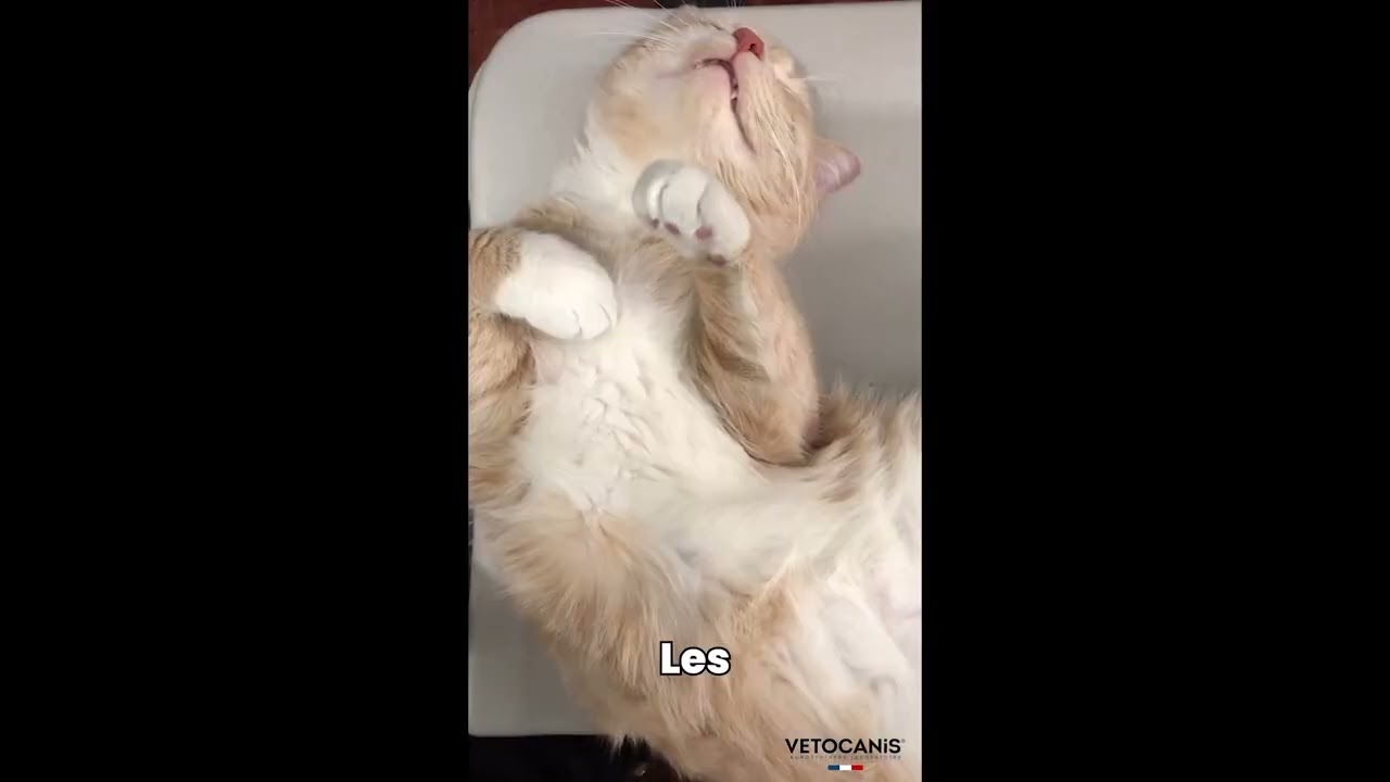 Spray Apaisant Chat Vetocanis