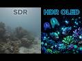 16K HDR OLED TV Test – Ultra Vivid Colors of Nature (Relaxing Music)