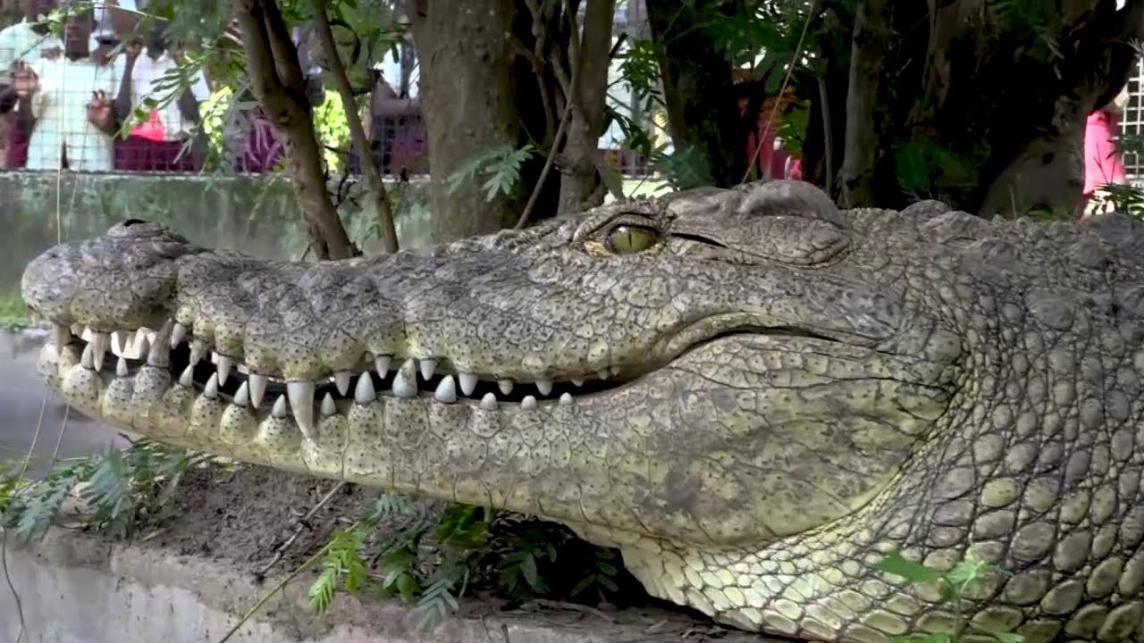 Amazing crocodiles of Musée Vivant de Bujumbura - Burundi/Nature & Wildlife TV