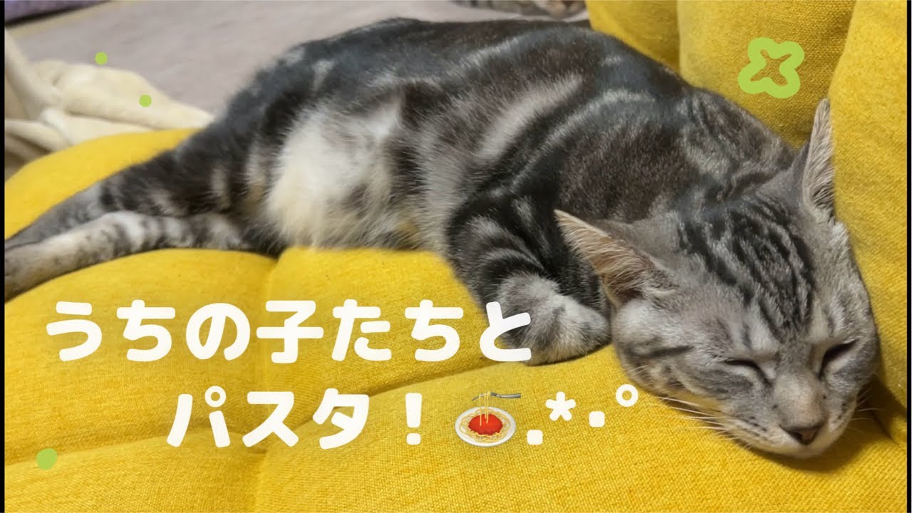 美味しいパスタとうちの子たちとくろついと団欒生配信❕🍝🐱