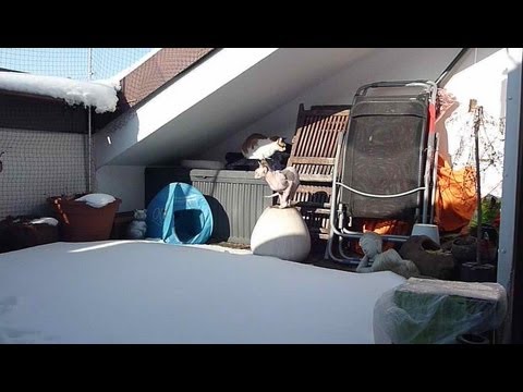 No.112/20 Sphynx Cat Noong & Sphynx Aroom with Thai Ling snowy weather - Winterwetter Nr.112/20