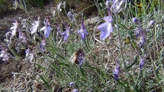Ülper Teucrium Sandrasicum Wild Plants