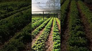 La Criolla Entre Ríos producción horticola Hergenzter-Saenz