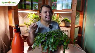 Шлюмбергера, он же декабрист, он же зигокактус.