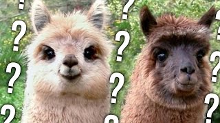 LLAMA OR DUCK? -- Greatest iOS Games Of All Time. screenshot 5