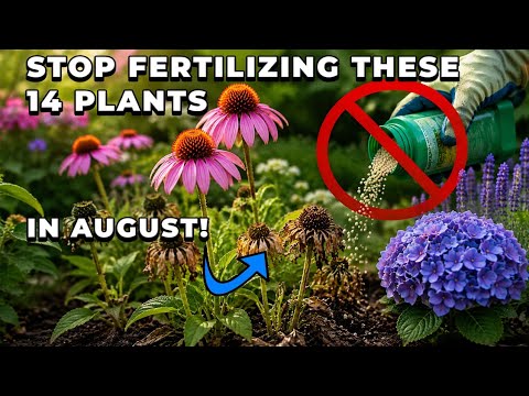 14 Plants You Should NEVER Fertilize in Late Summer — It Could Ruin Next Year’s Blooms