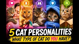 5 Cat Personality Types Explained 🐱 Which Type of Cat Do You Have