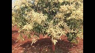 **Mango Good Flowering and Fruit Setting Management Techniques 9849332421🌱🌷🤝**