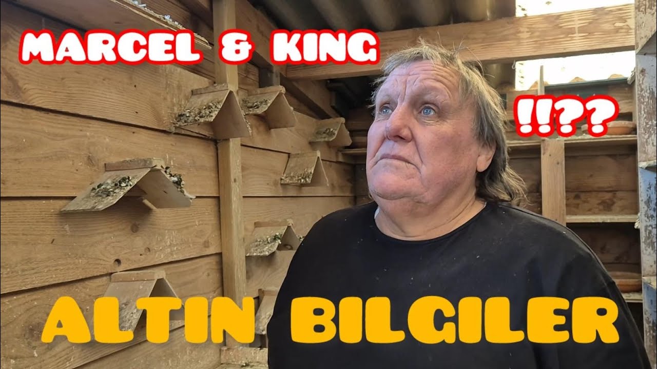 GÜVERCİN DÜNYASI! ALTIN BİLǦİLER!! 