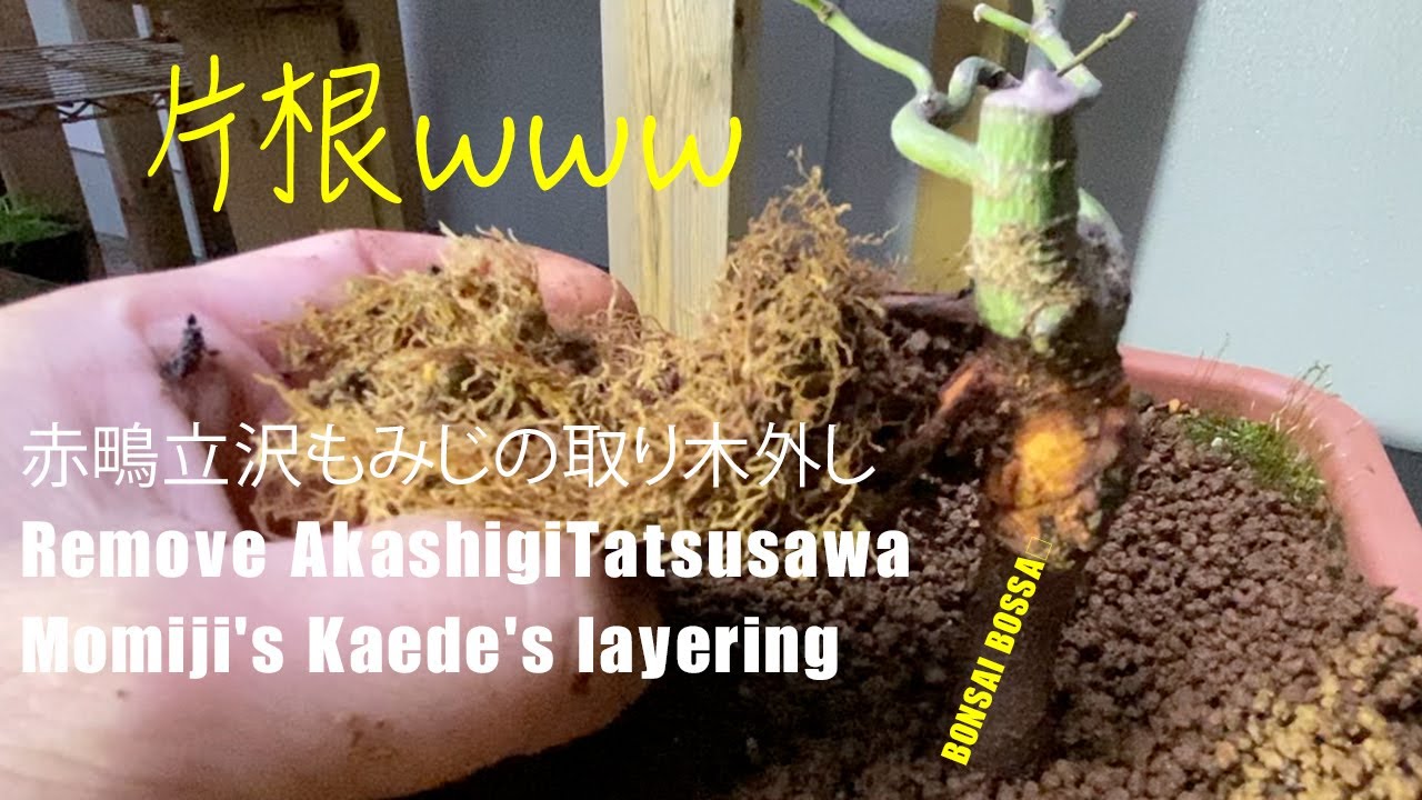 紅葉樹 玉木  引き取りにきていただける方 Remove AkashigiTatsusawa Momiji's layering 赤鴫立沢もみじの取り木