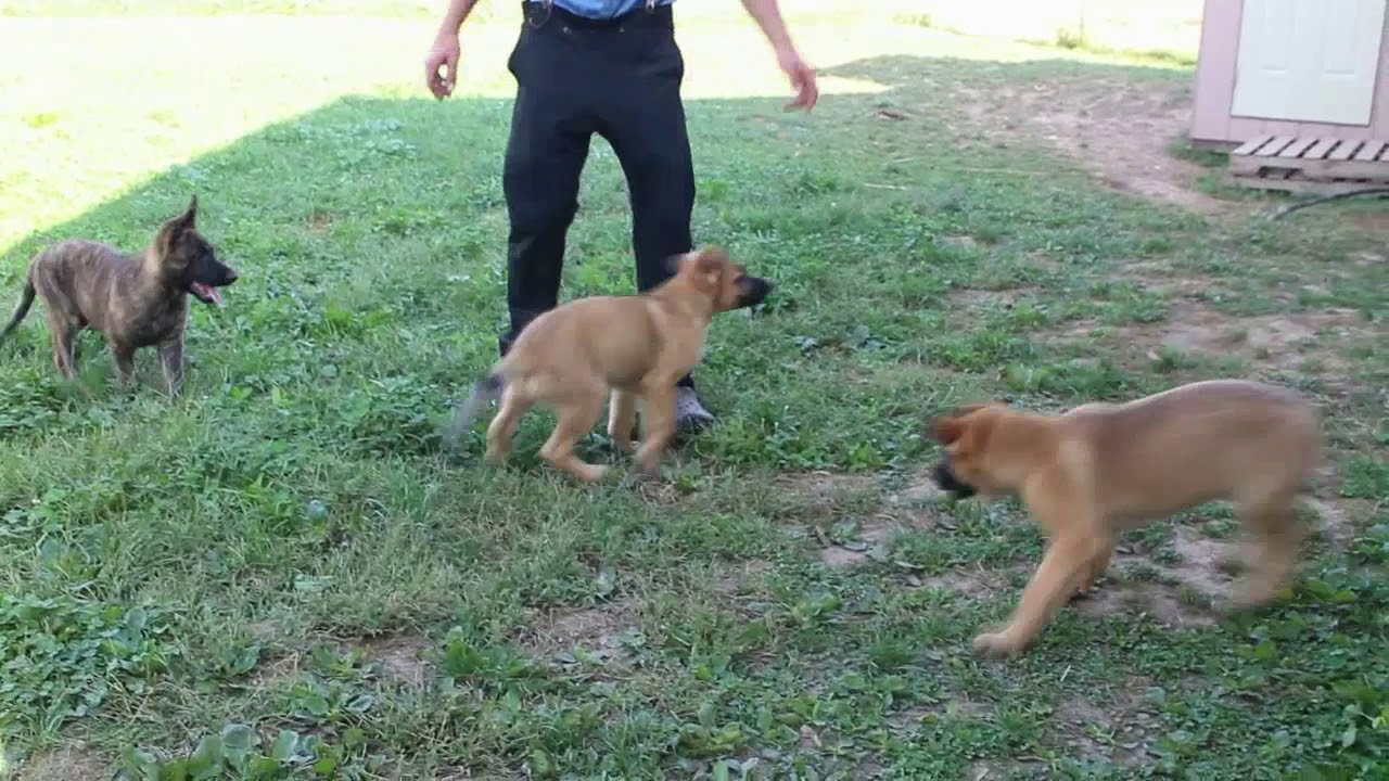 Dutch Shepherd Puppies For Sale Chris Stoltzfus Youtube