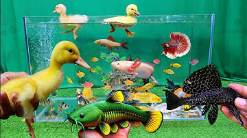 Video tổng hợp cá cảnh đẹp, vịt, vịt con, cá koi, cá trân châu, cá bảy màu