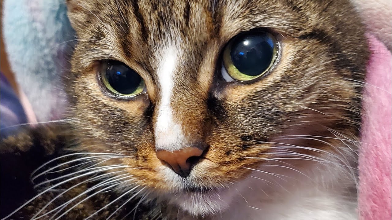 Cute Audrey Capture, Morning Routine of Audrey (Be cute, Eat, Bathroom ...