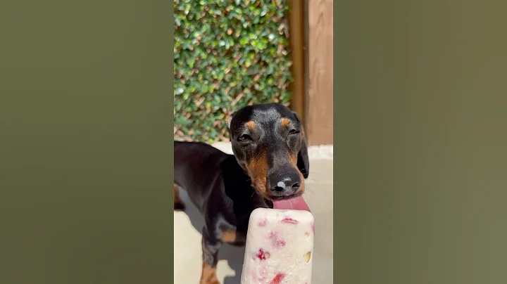 Is this a sweet treat? 👀 #cute #dog #fyp #cutedog #dogs #dogshorts #pets #funny  #puppy #dachshund